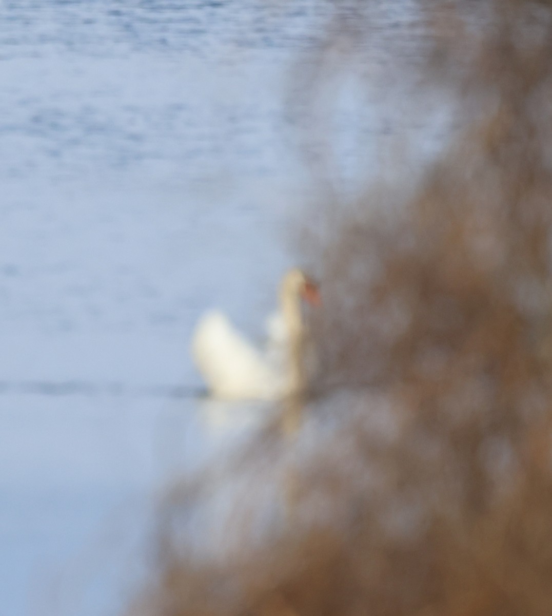 Mute Swan - burton balkind