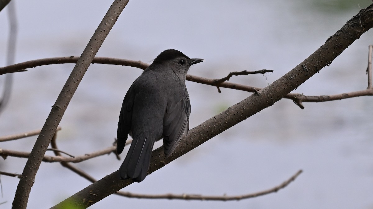 Gray Catbird - Dinu Bandyopadhyay