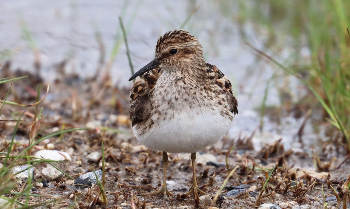 pygmésnipe - ML618791978