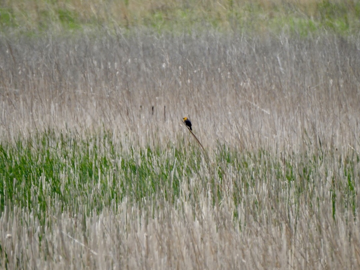 Yellow-headed Blackbird - ML618791986