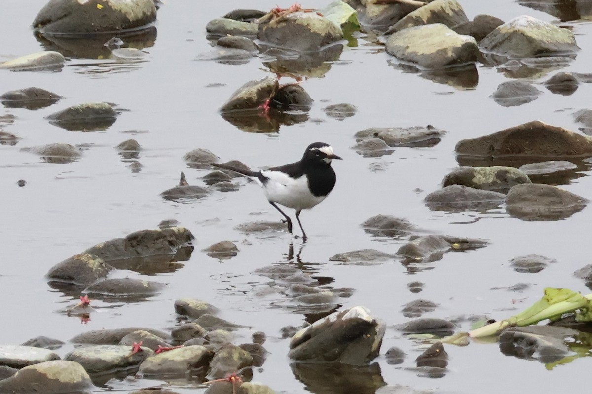 Japanese Wagtail - ML618792004