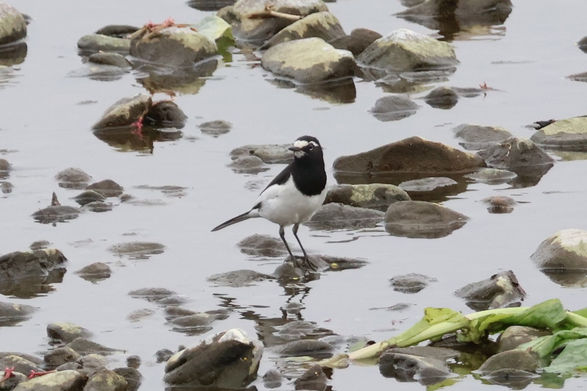 Japanese Wagtail - ML618792007