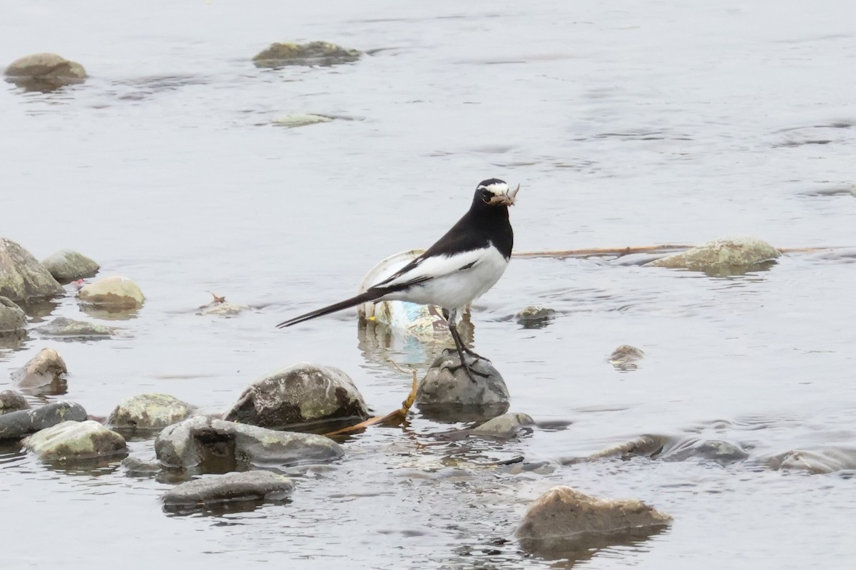 Japanese Wagtail - ML618792010