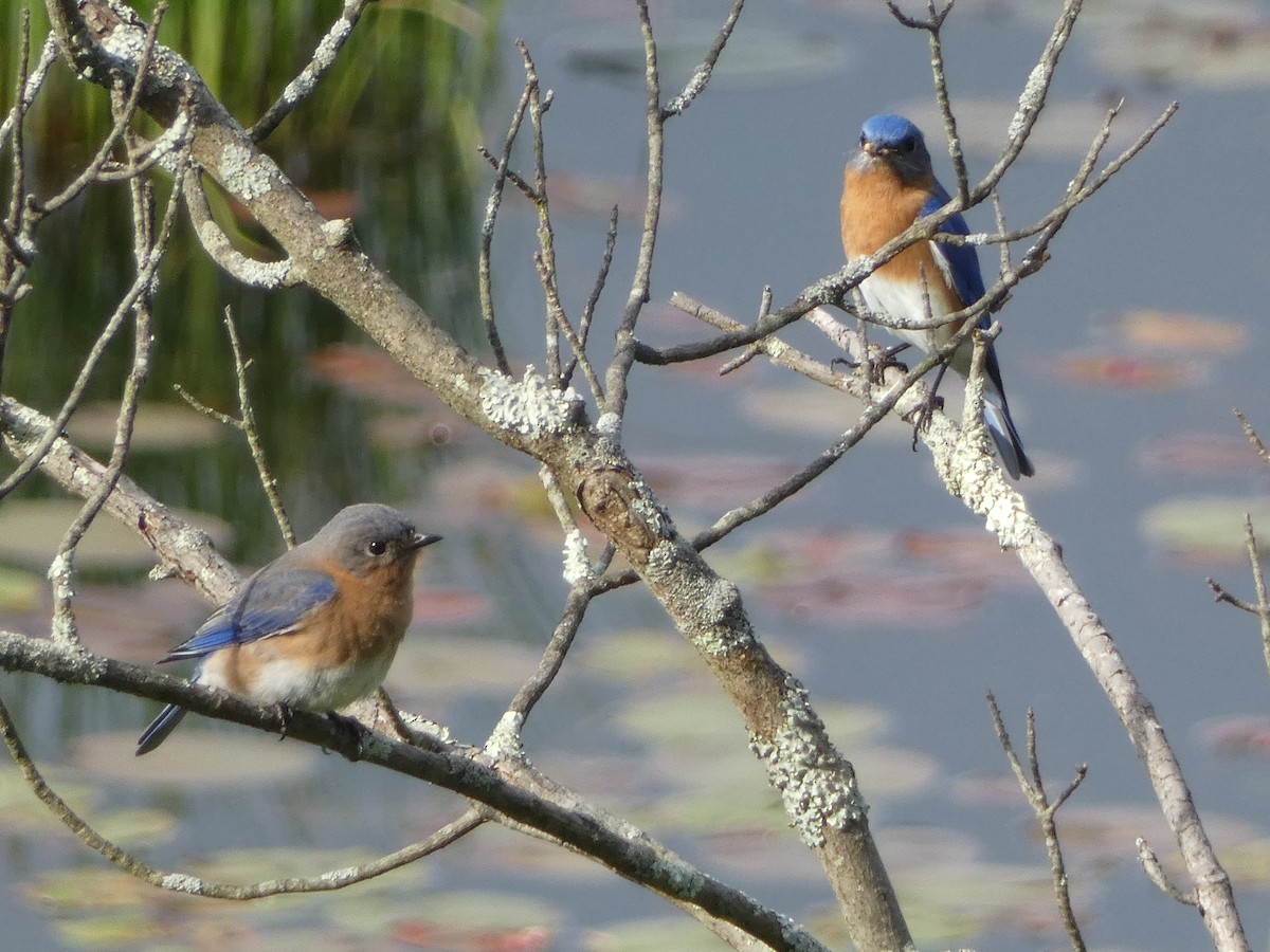 Eastern Bluebird - Anonymous