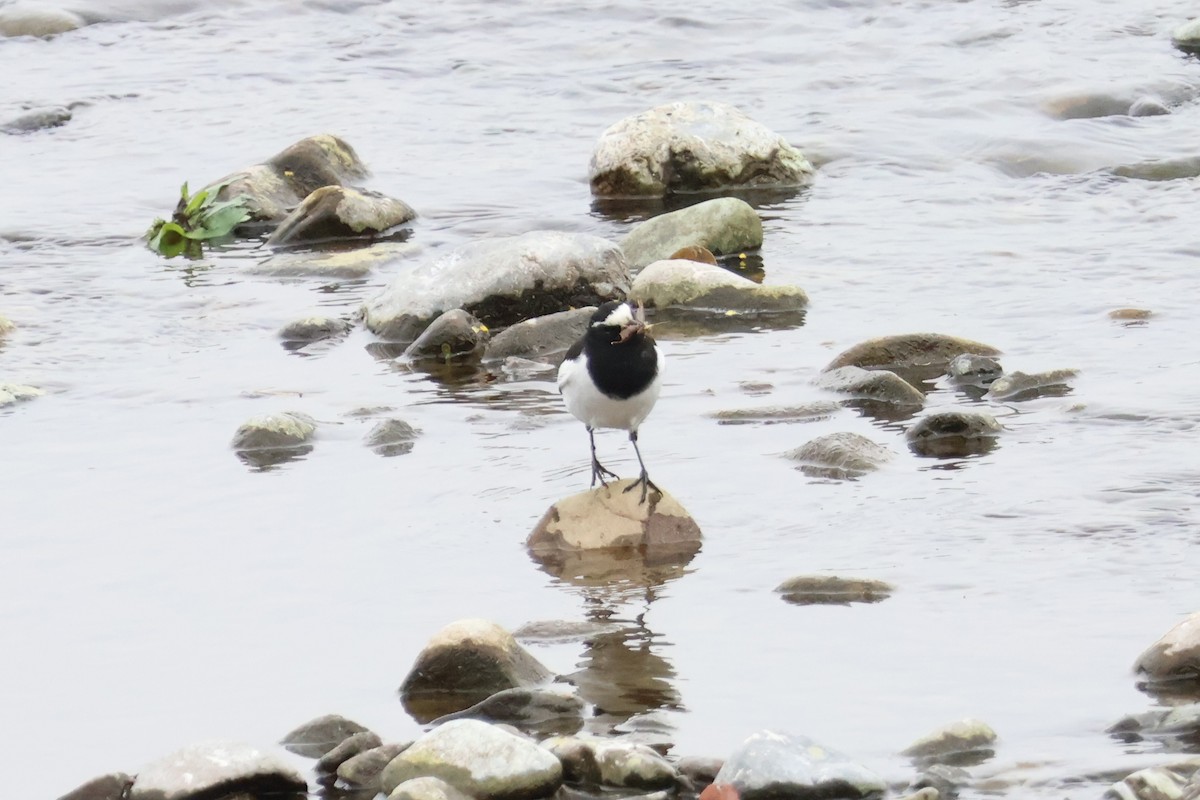 Japanese Wagtail - ML618792024