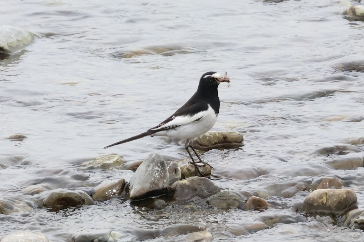 Japanese Wagtail - ML618792032