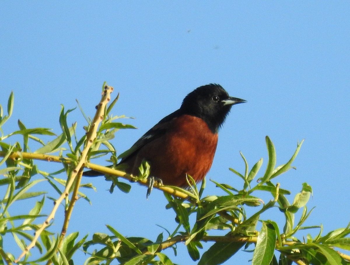 Oriole des vergers - ML618792038