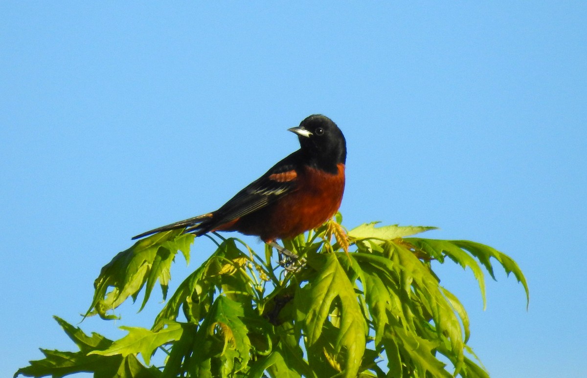 Oriole des vergers - ML618792039