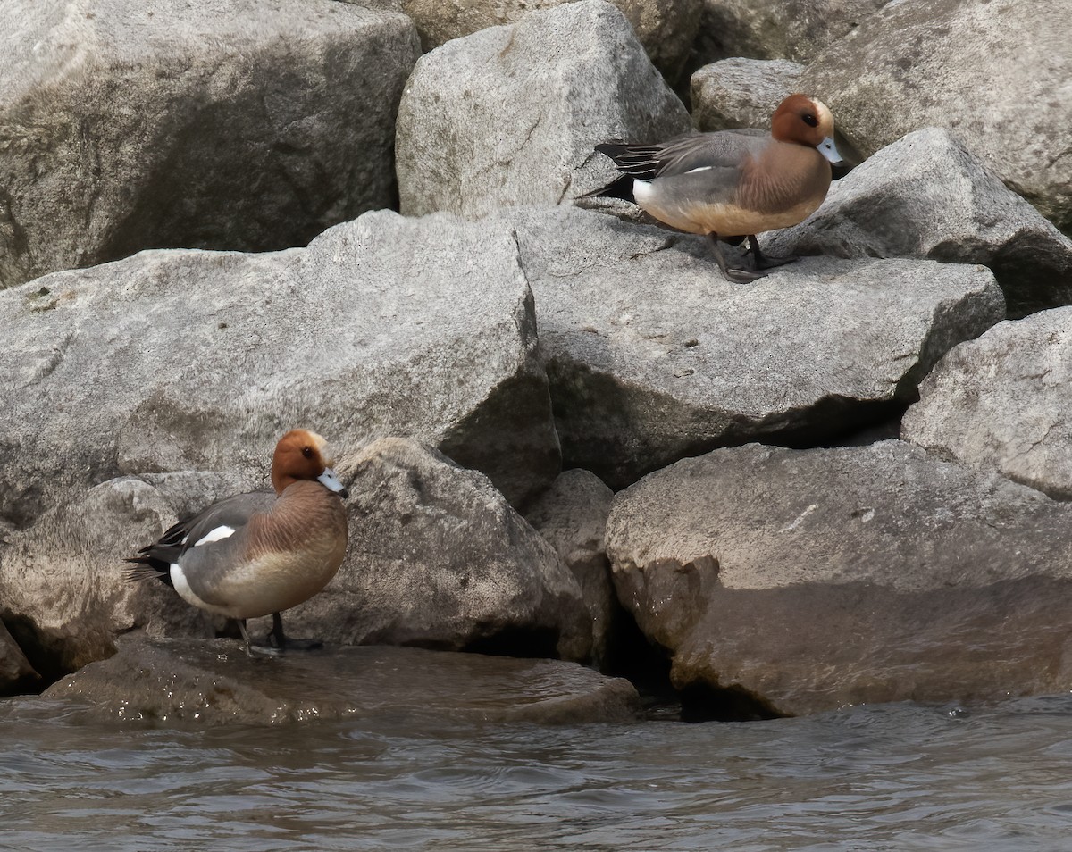 Eurasian Wigeon - Gary Rosenberg