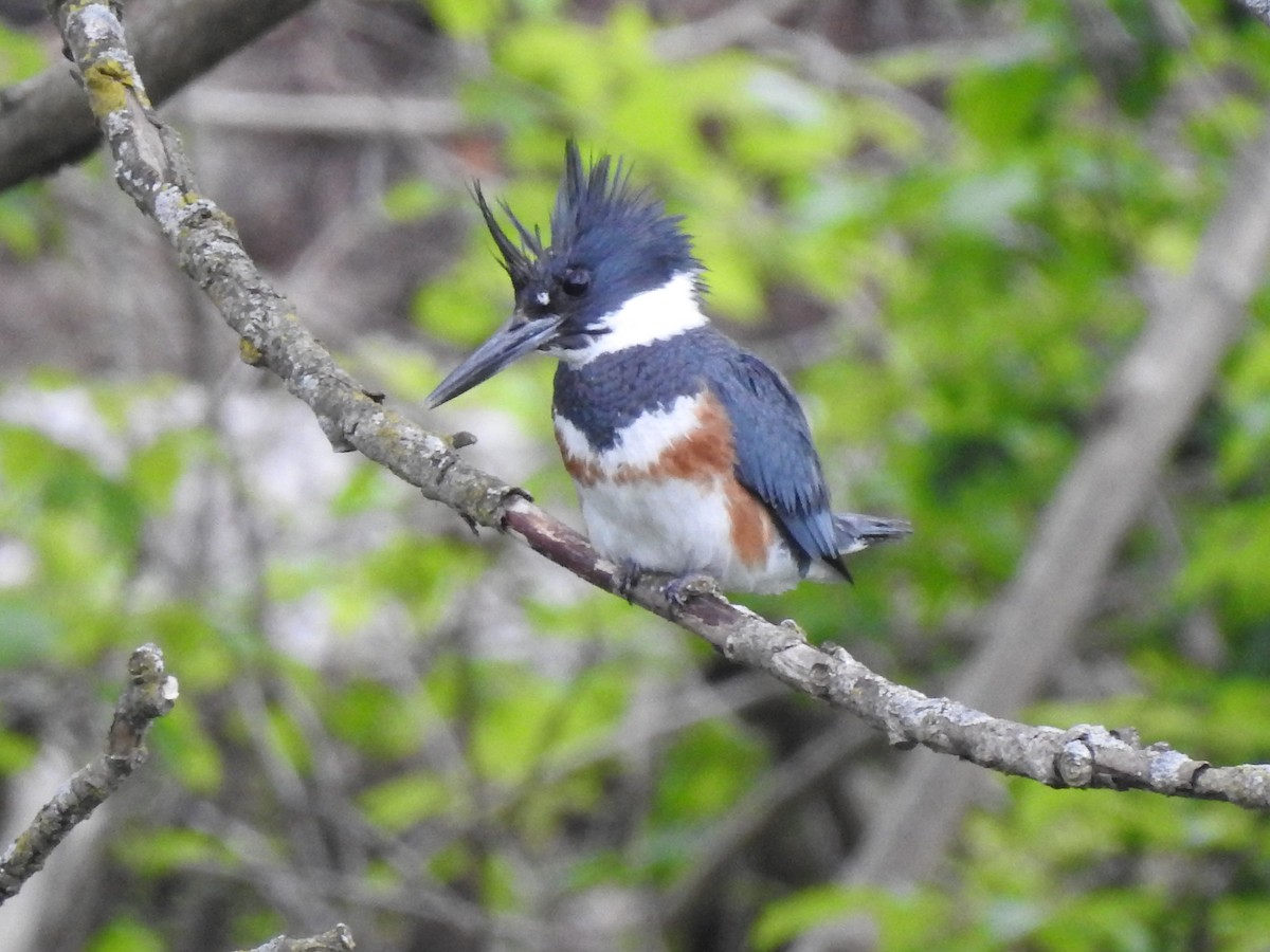 Belted Kingfisher - ML618792048