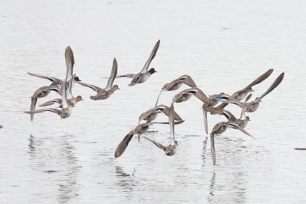 Green-winged Teal - Eric Cameron