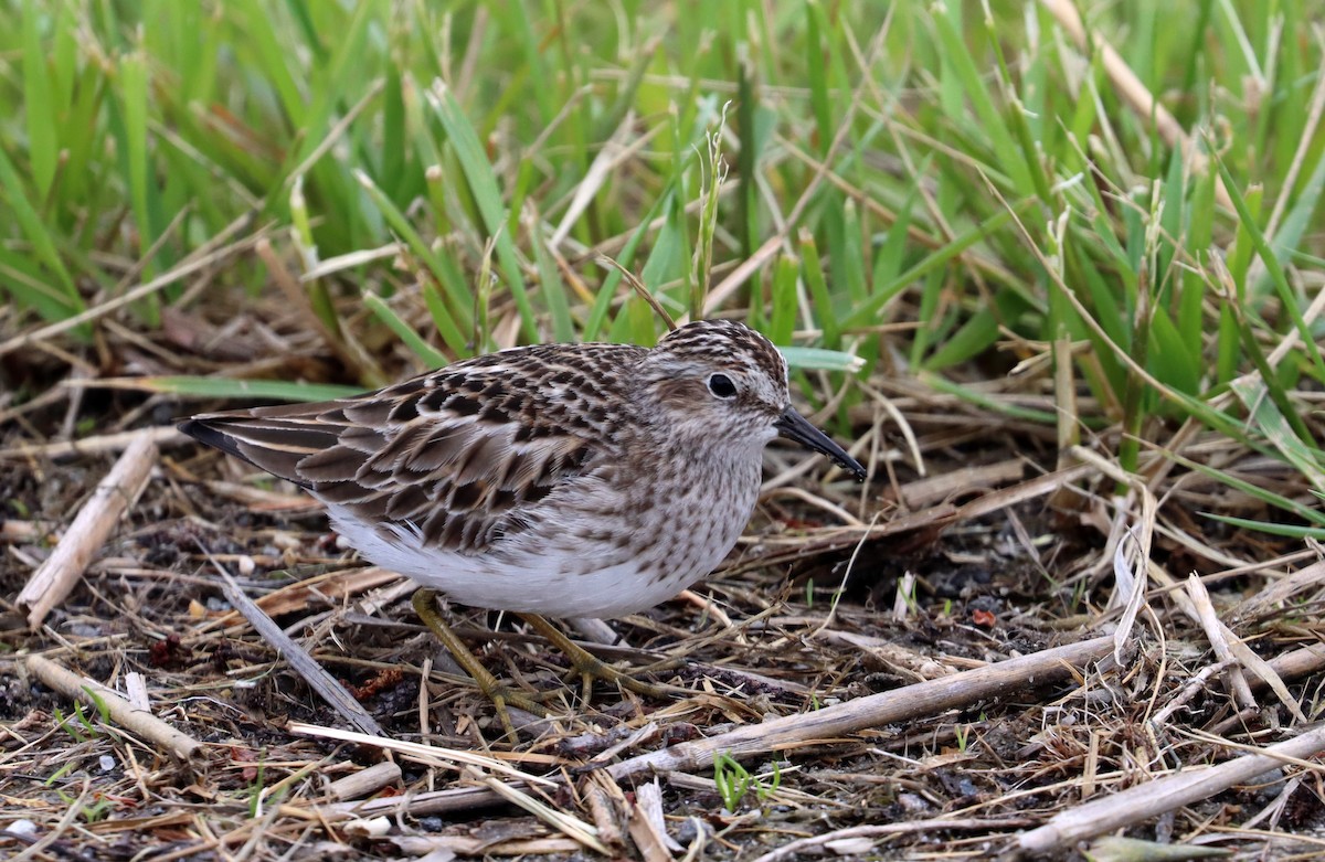 Least Sandpiper - ML618792069