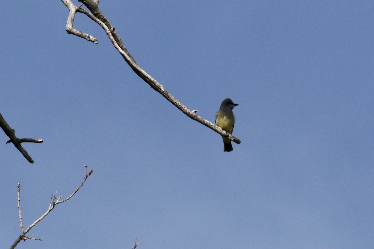 Cassin's Kingbird - Sabrina Hepburn