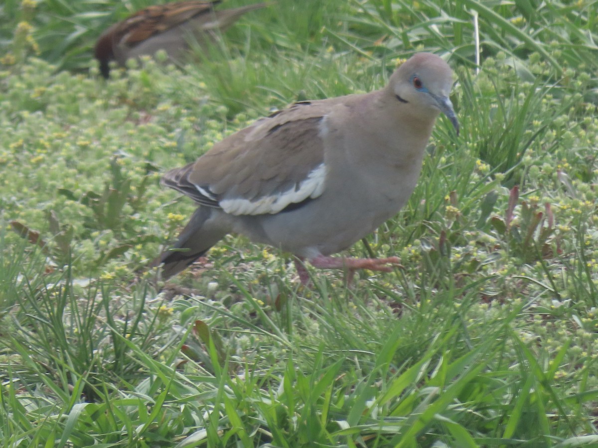 White-winged Dove - Jan Leonard