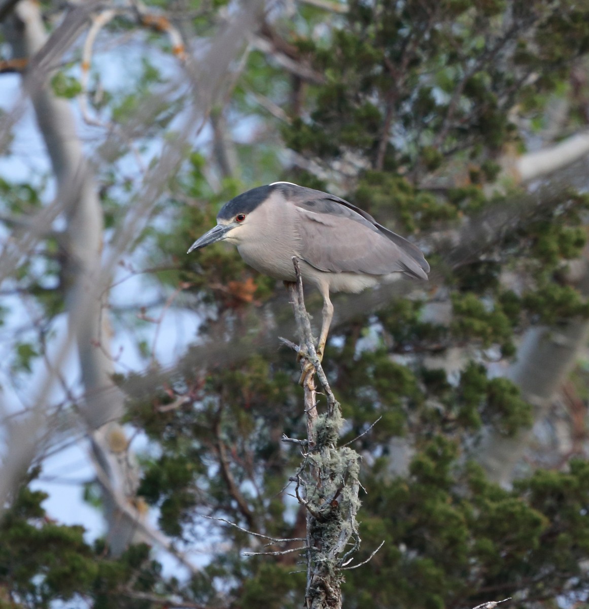 Black-crowned Night Heron - Rebekah  Ambrose-Dalton