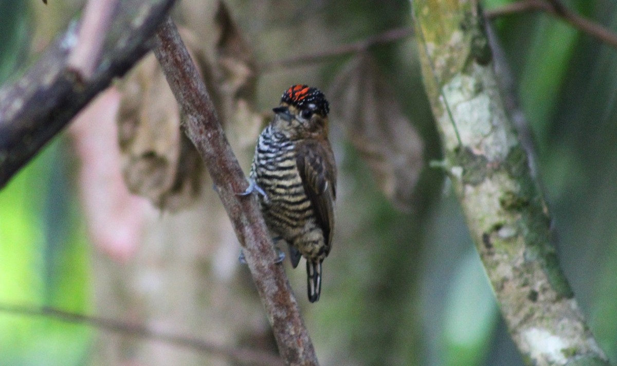 Ochre-collared Piculet - Pedro Behne