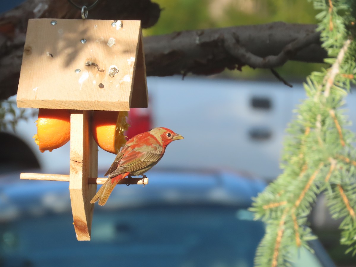 Summer Tanager - ML618792105