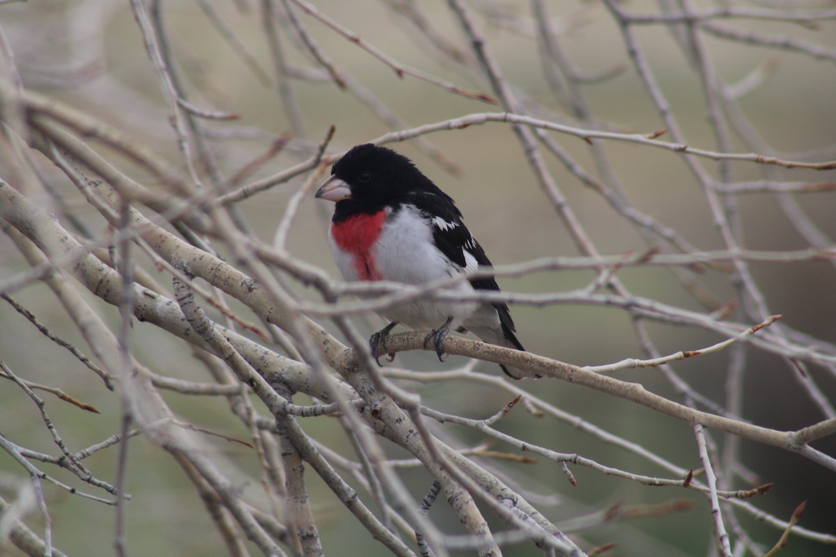 Cardinal à poitrine rose - ML618792121