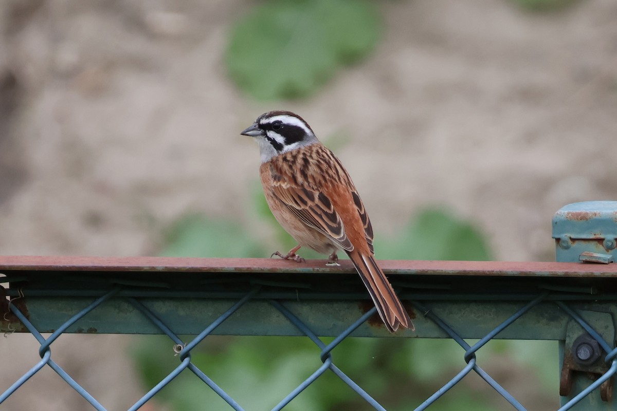 Meadow Bunting - Eric Cameron