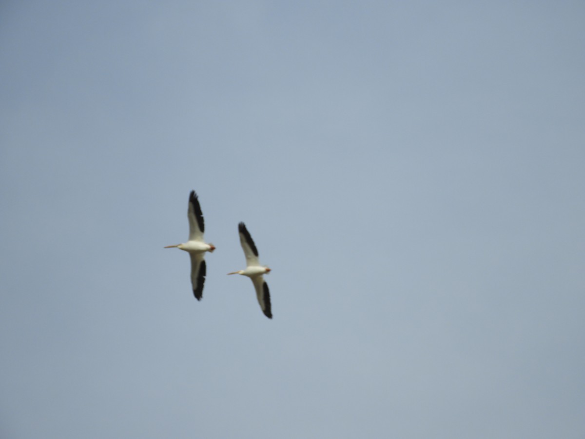 American White Pelican - Marion Miller