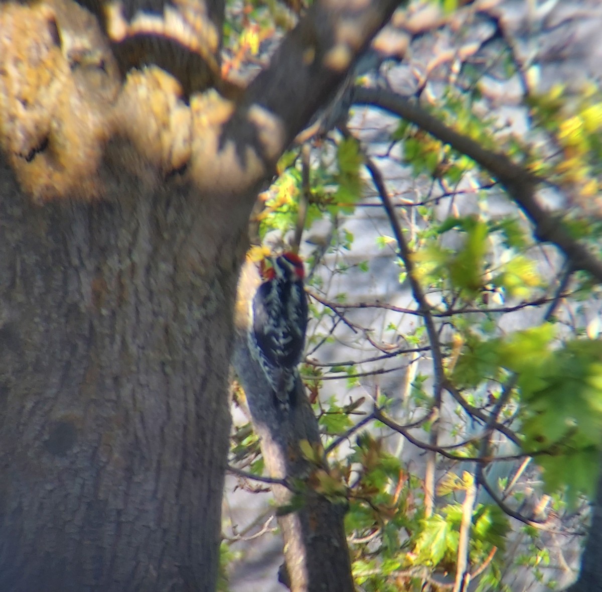 Red-naped Sapsucker - Sierra Fleischmann