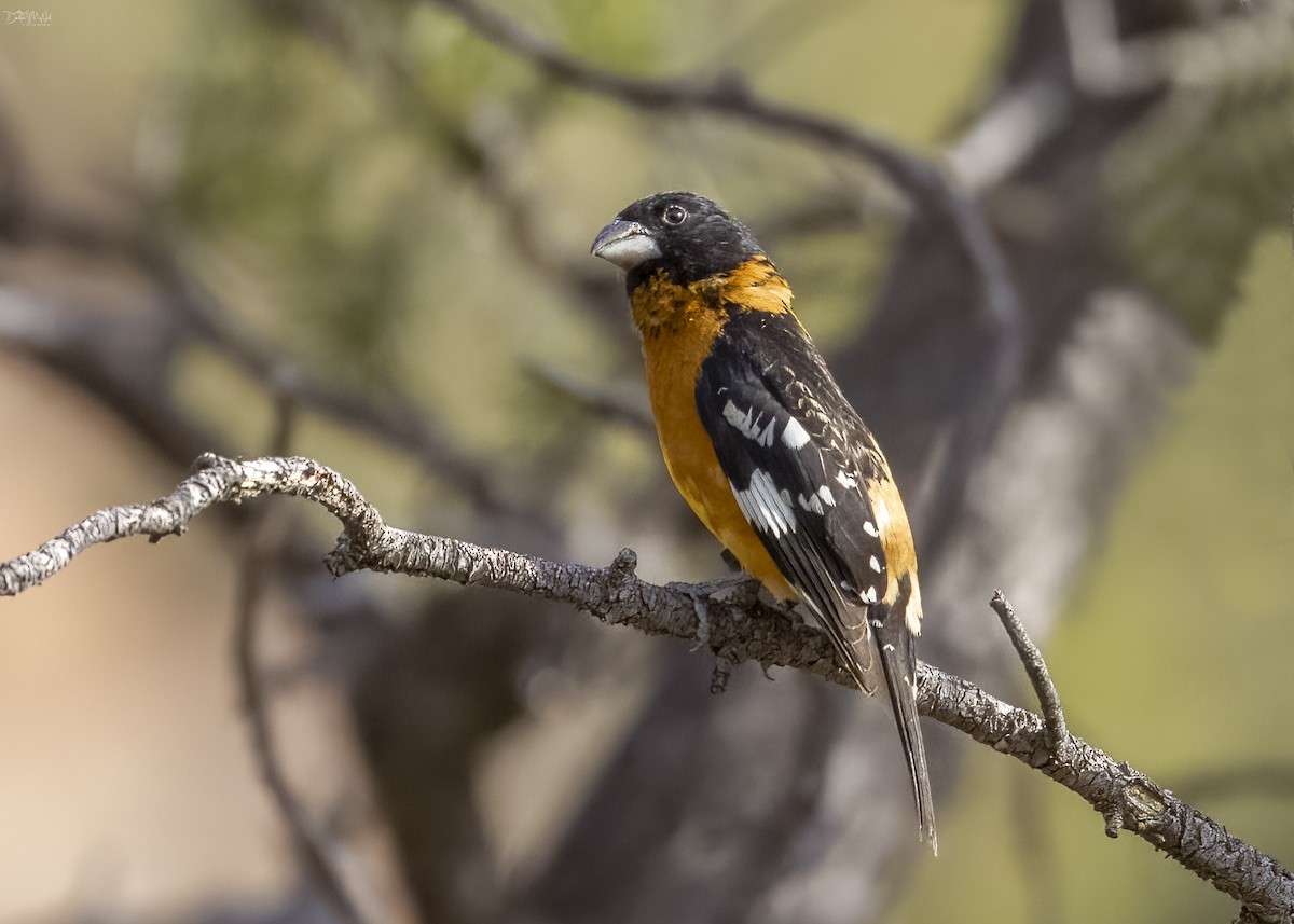 Black-headed Grosbeak - Darlene J McNeil