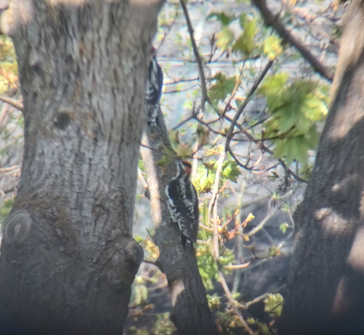 Red-naped Sapsucker - Sierra Fleischmann