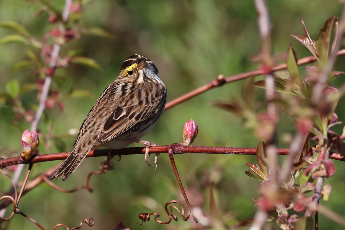 Savannah Sparrow - Rebekah  Ambrose-Dalton