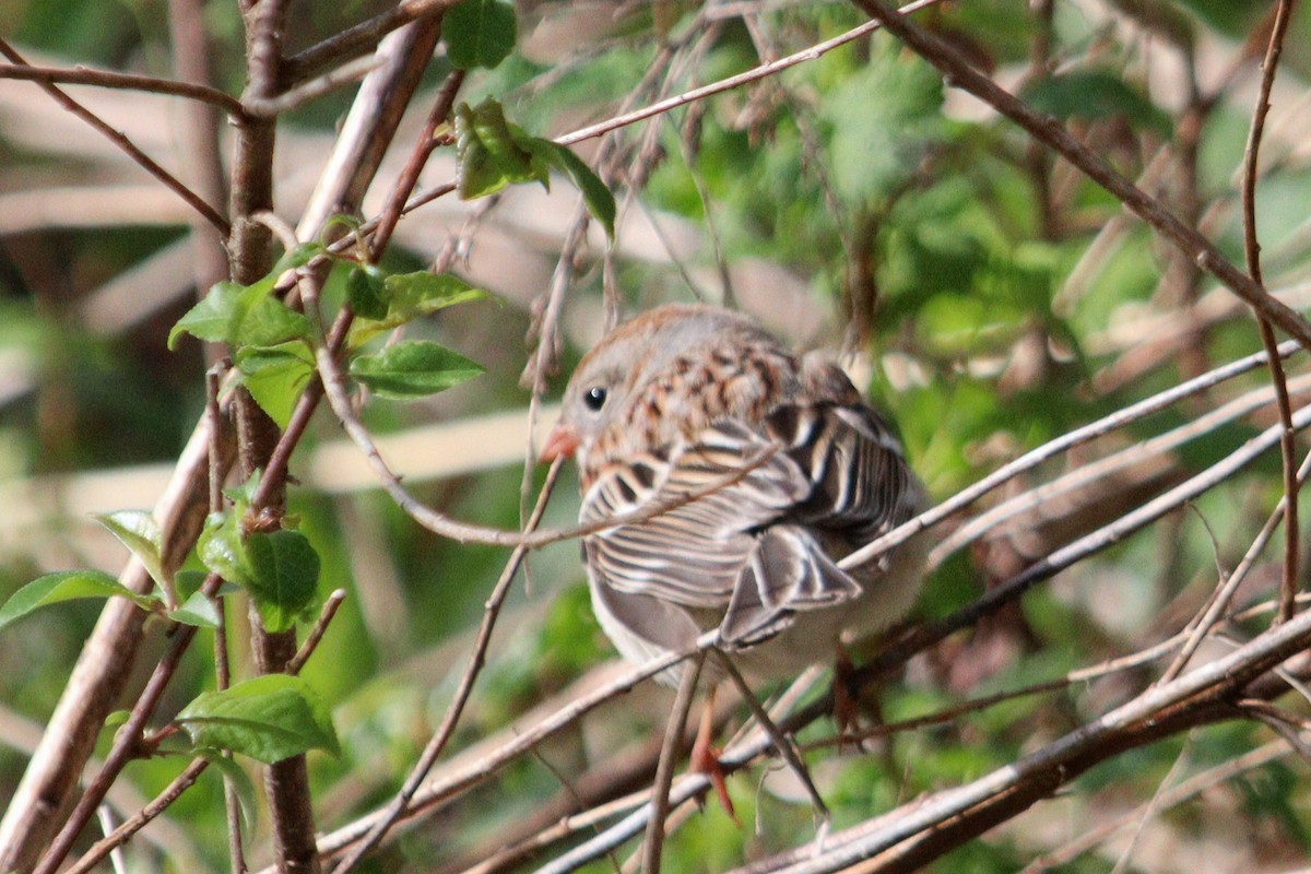 Field Sparrow - James Teitgen