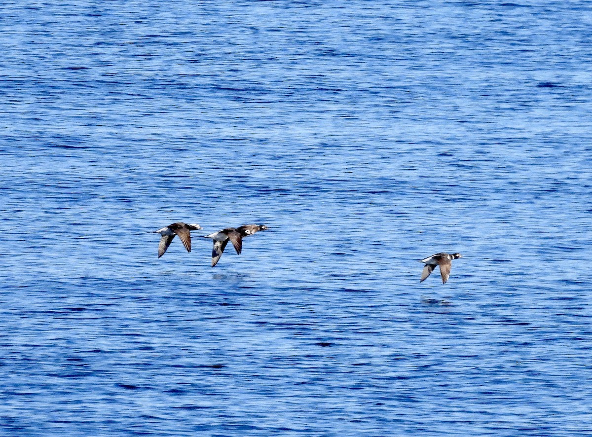 Long-tailed Duck - Michelle Bélanger