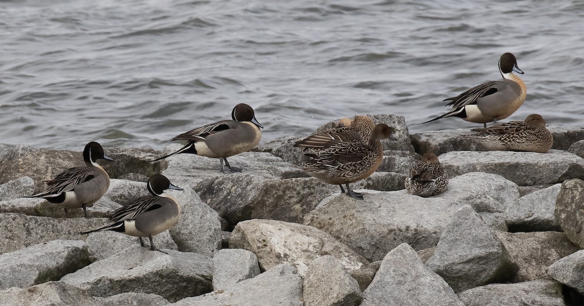 Northern Pintail - Gary Rosenberg