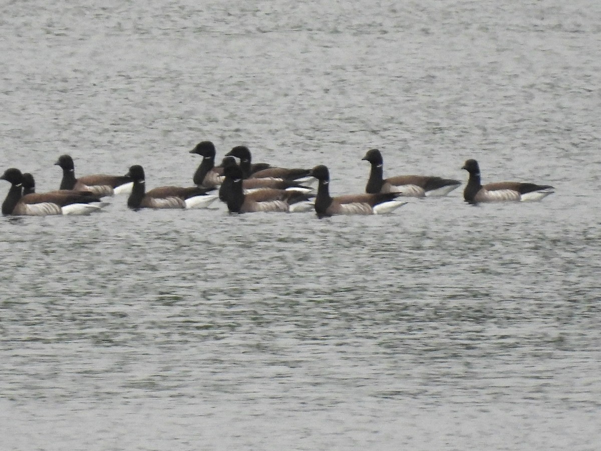 Brant - ML618792185