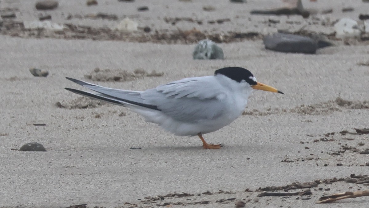 Least Tern - ML618792187