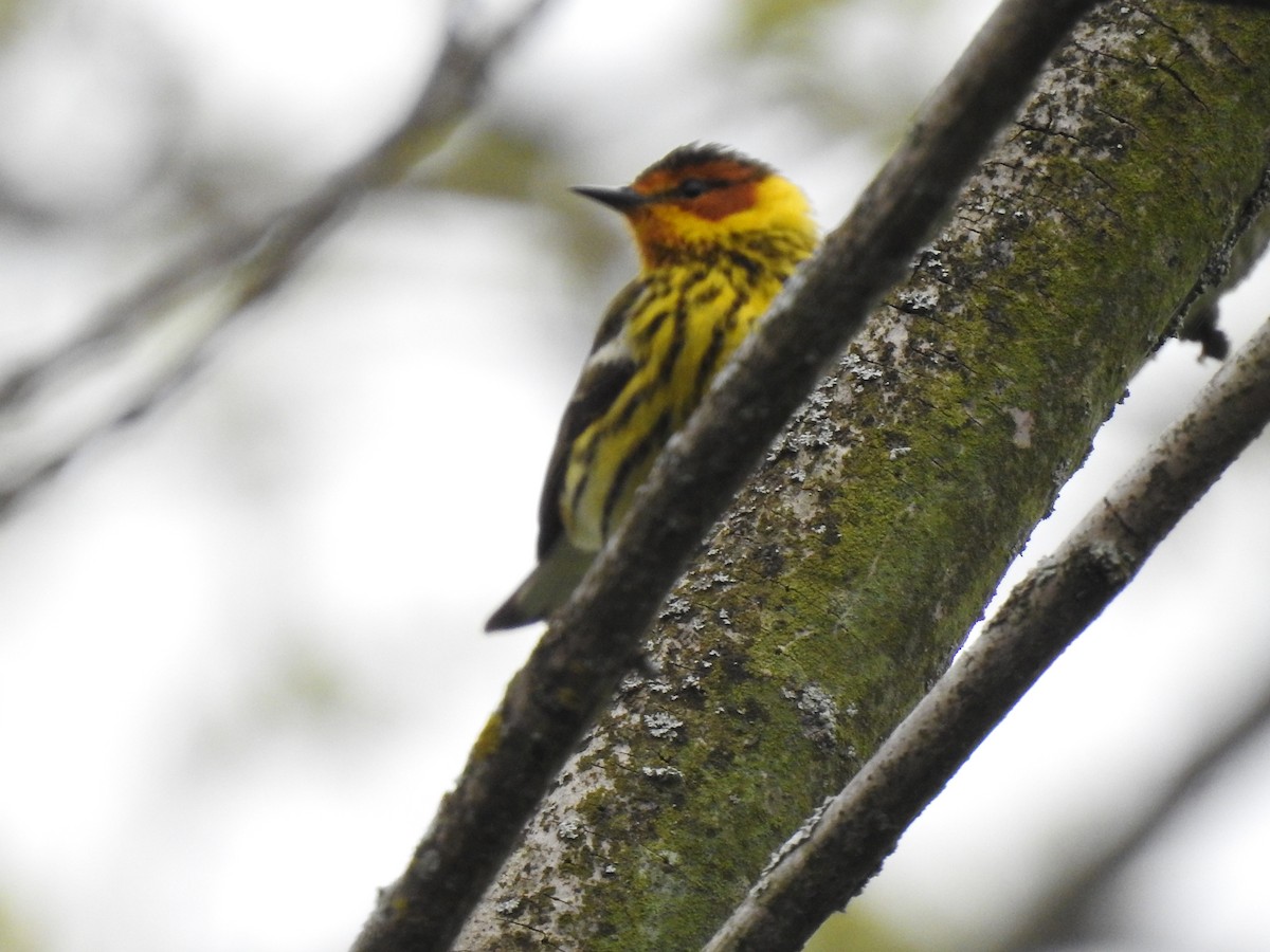 Cape May Warbler - ML618792190