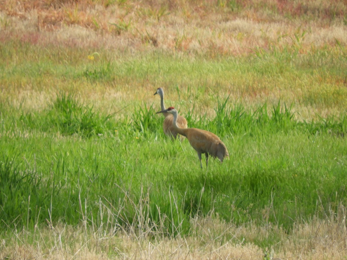 Sandhill Crane - Marion Miller