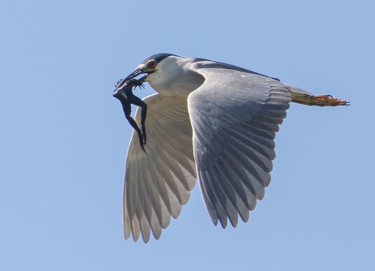 Black-crowned Night Heron - ML618792198