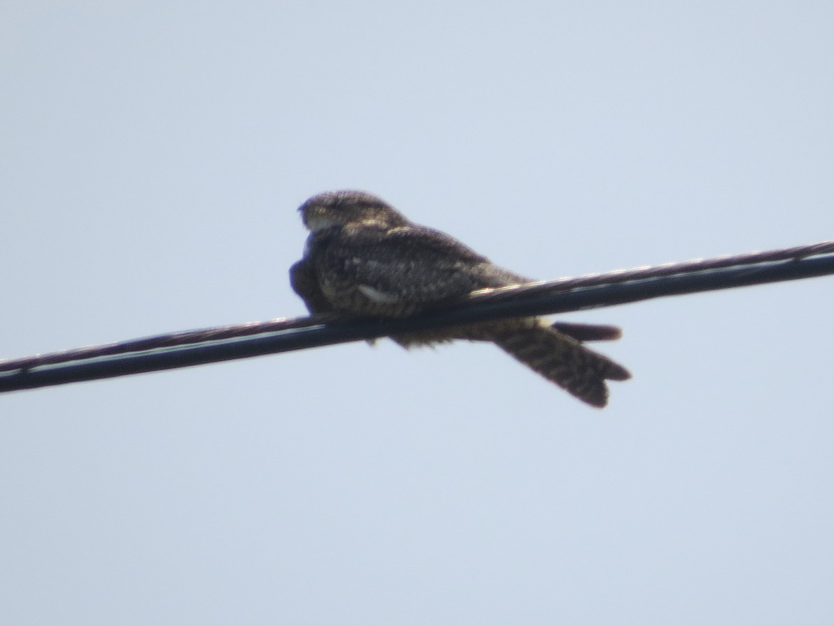 Lesser Nighthawk - Tamie Bulow