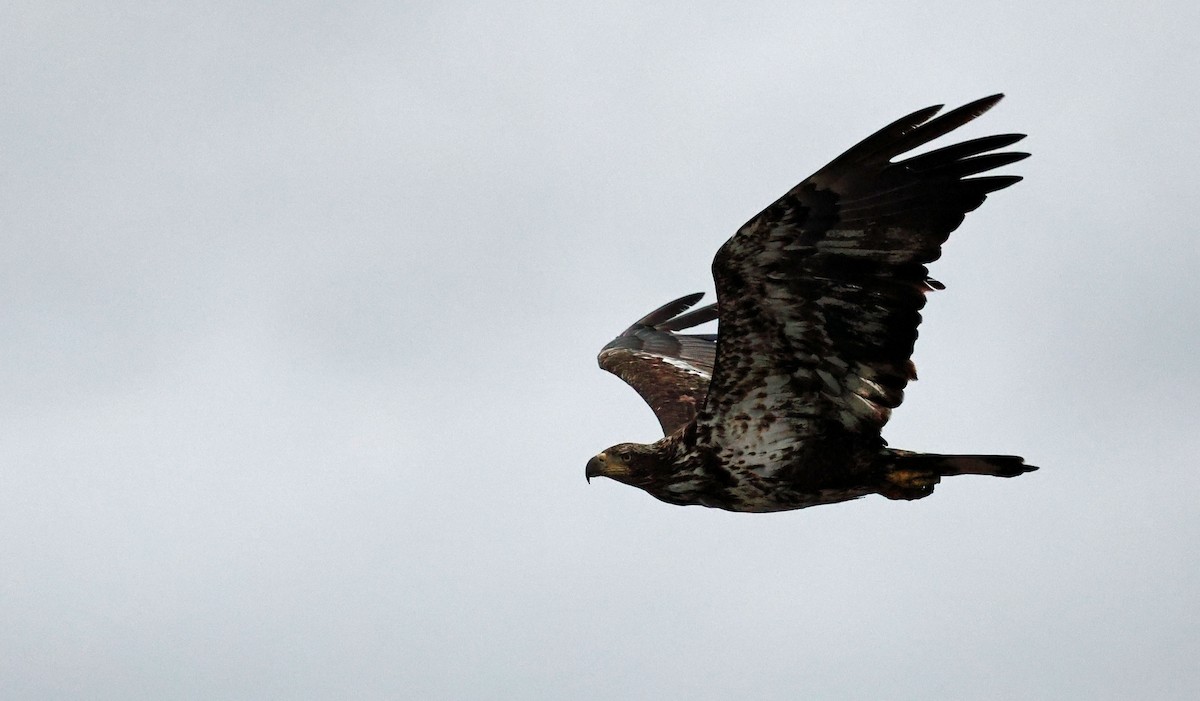 Bald Eagle - Jeff Holmes