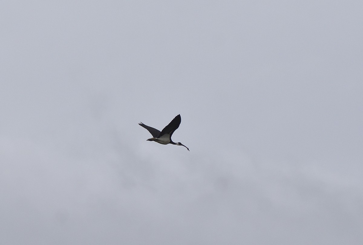 ibis slámokrký - ML618792265