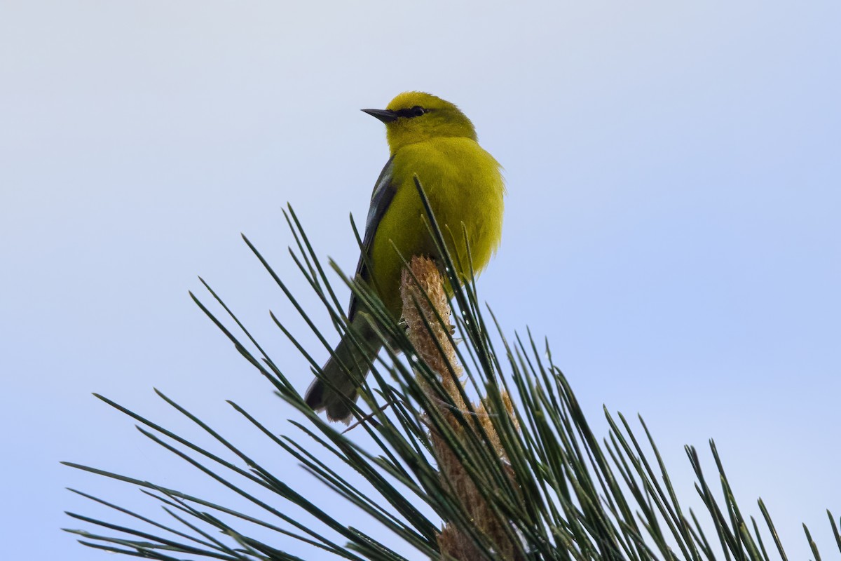 Blue-winged Warbler - Stan Lilley