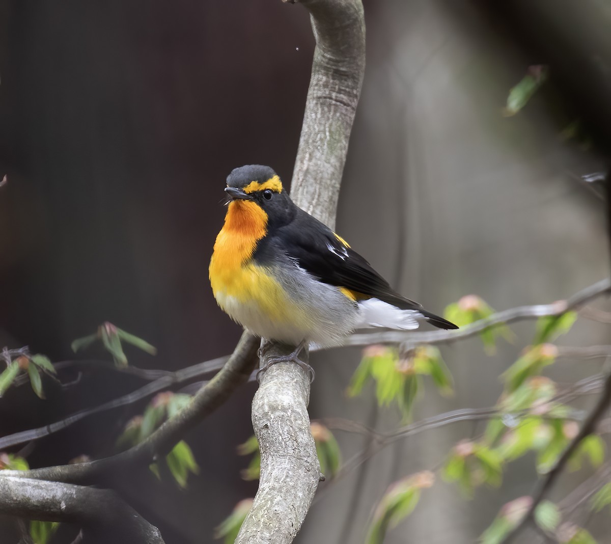 Narcissus Flycatcher - Gary Rosenberg