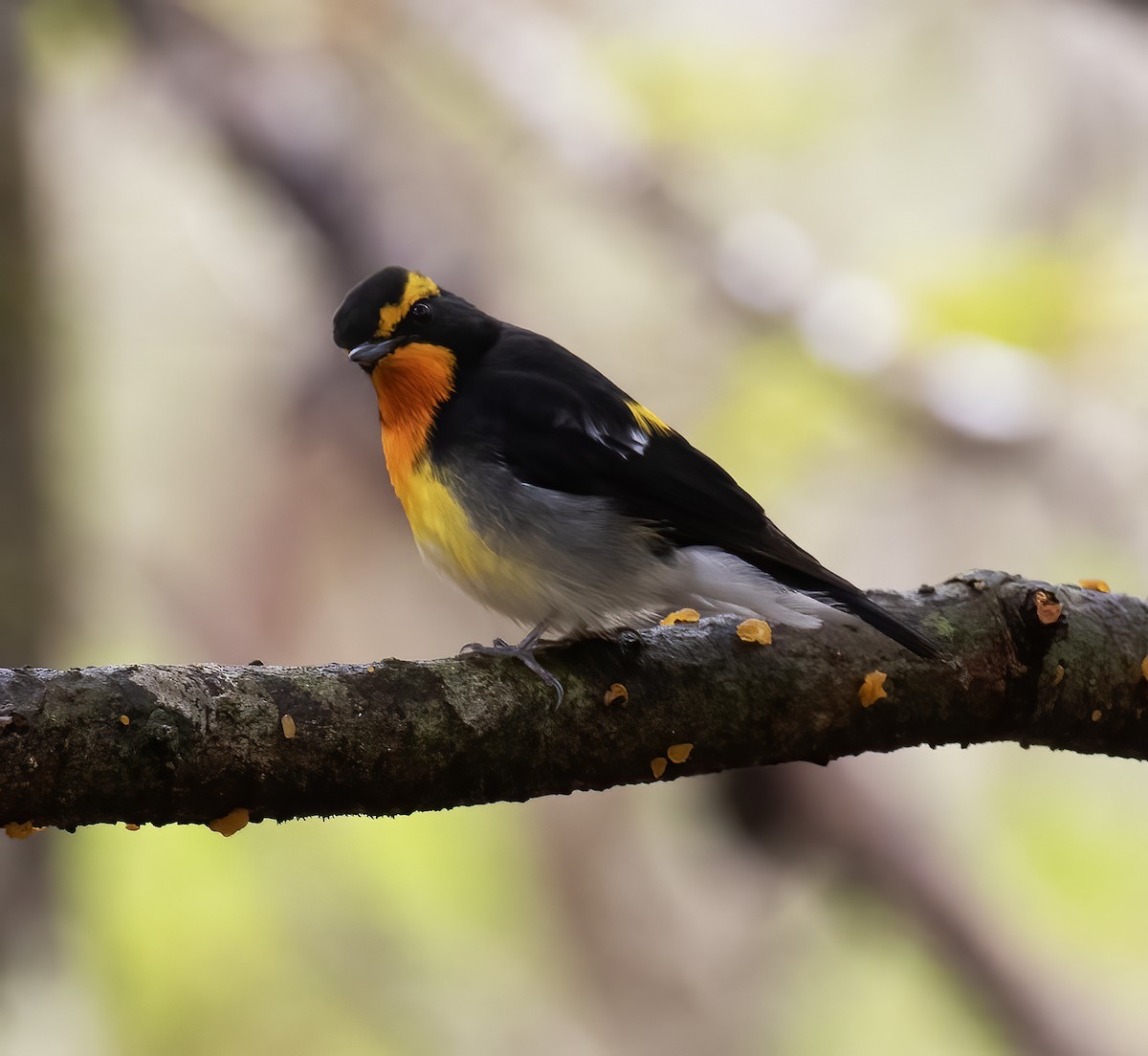 Narcissus Flycatcher - Gary Rosenberg