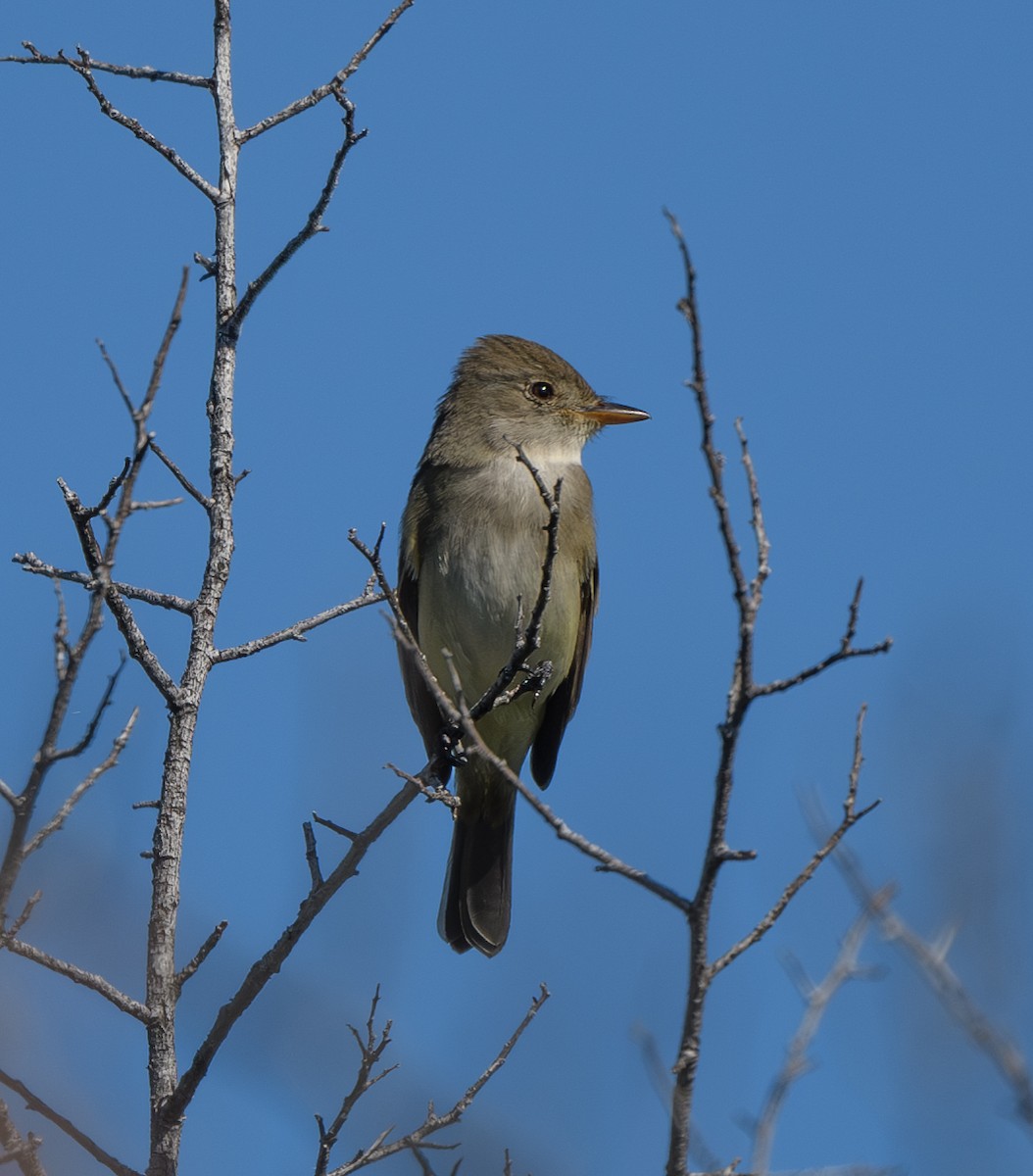 Willow Flycatcher - Joshua Greenfield