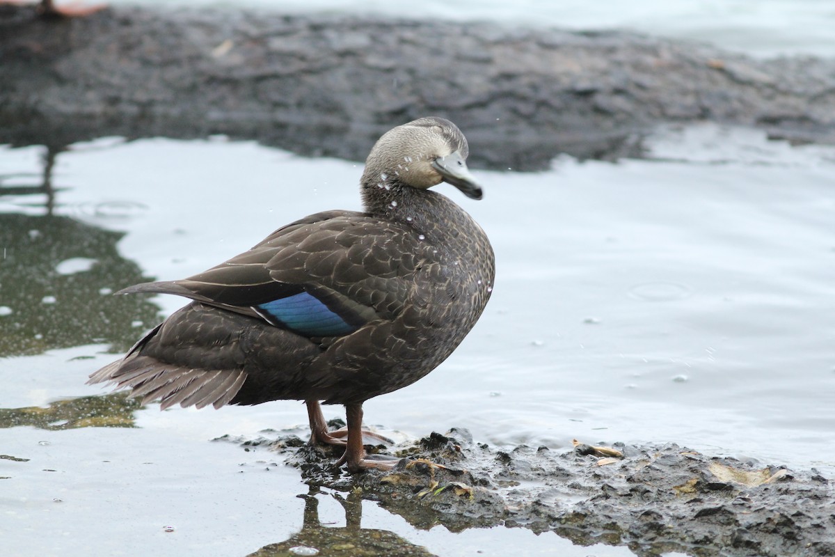 American Black Duck - ML618792329