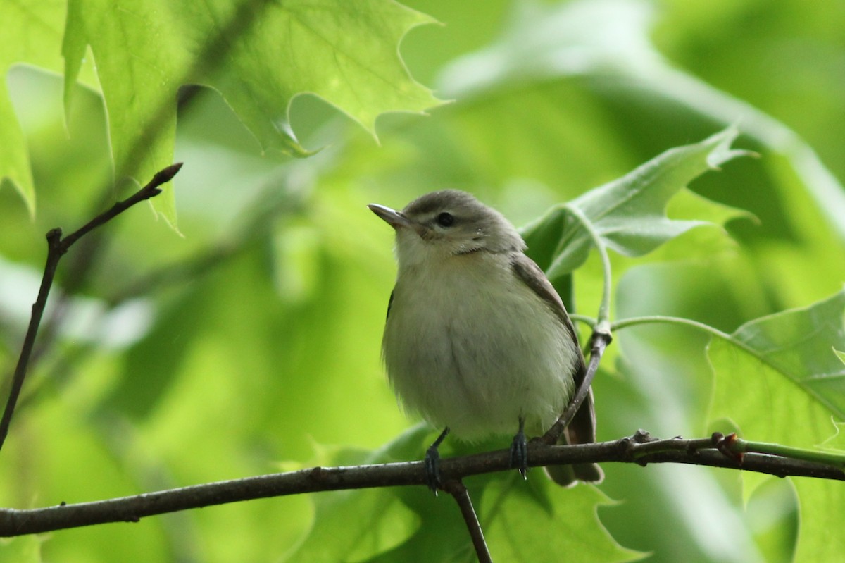 Warbling Vireo - ML618792334