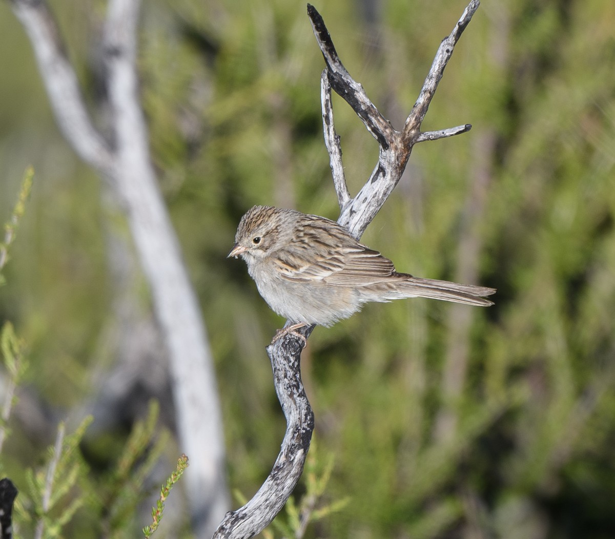 Brewer's Sparrow - Joshua Greenfield