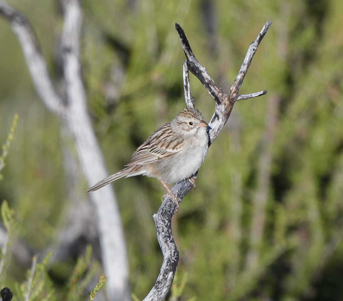 Brewer's Sparrow - Joshua Greenfield