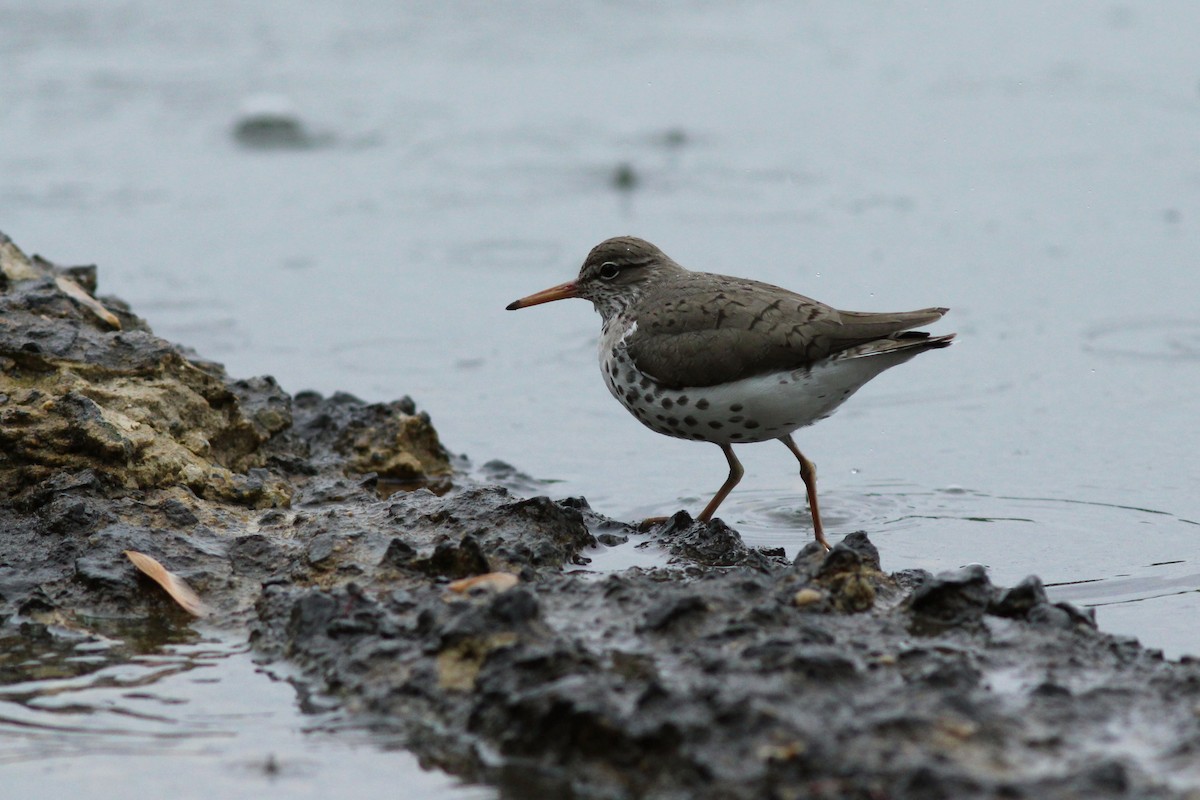 Spotted Sandpiper - ML618792345