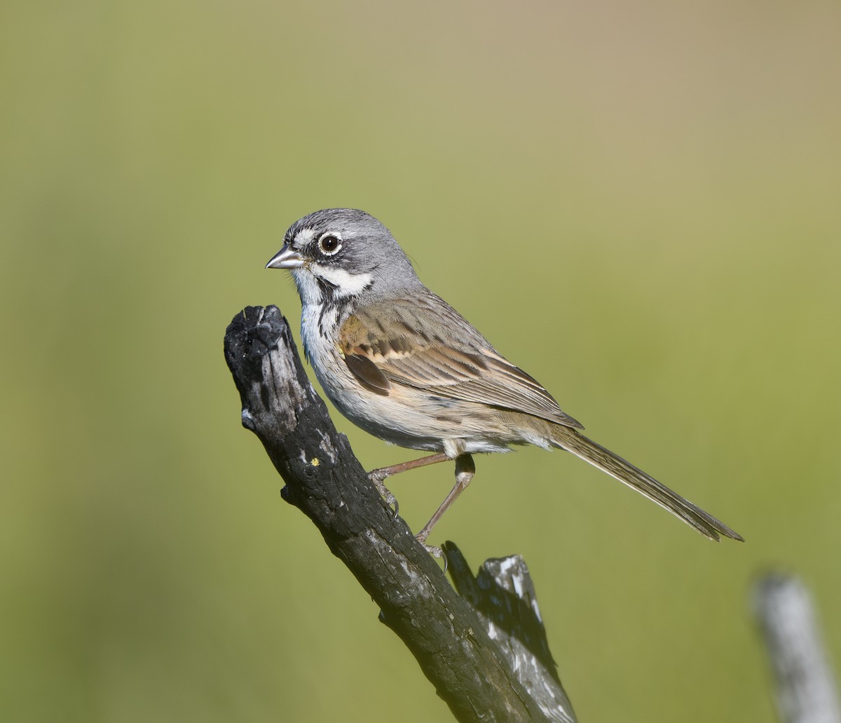 Bell's Sparrow - Joshua Greenfield