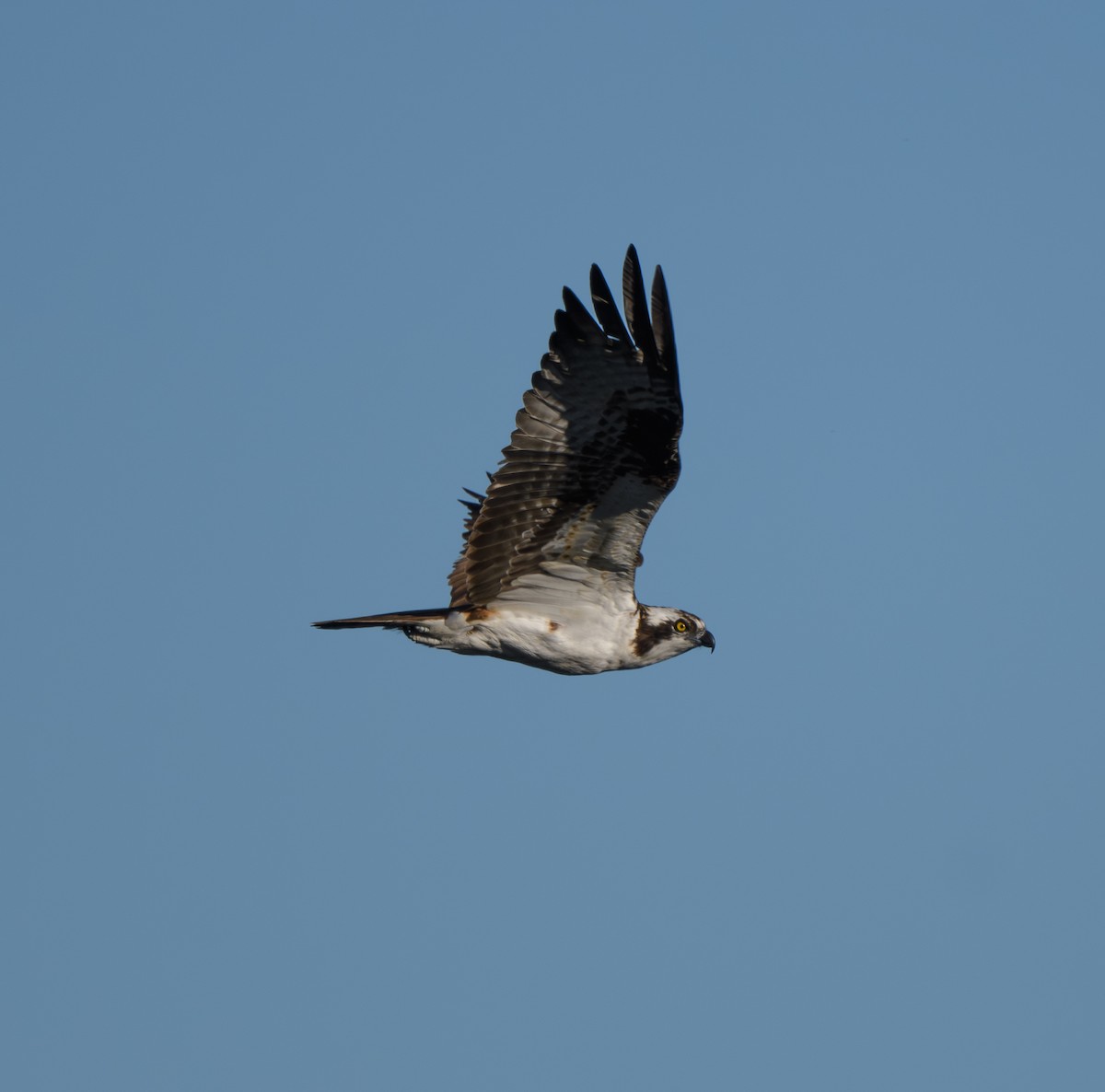 Osprey - Joshua Greenfield